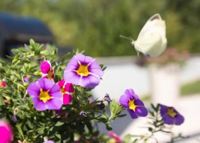 Superior One ヴィラ *