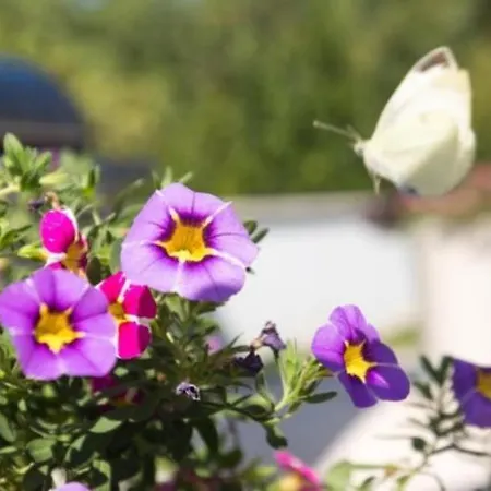 Superior One Villa *